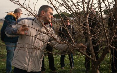 Cultivos de olivos y almendros en Palencia: de impensable a realidad por el cambio climático