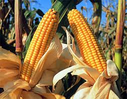 Artículo sobre el rendimiento del maíz